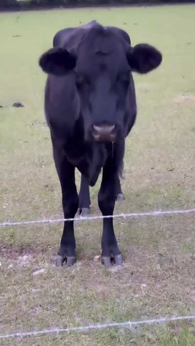 🤠🍑🐄🤤