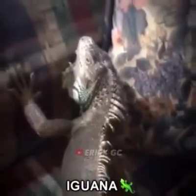 I-guana