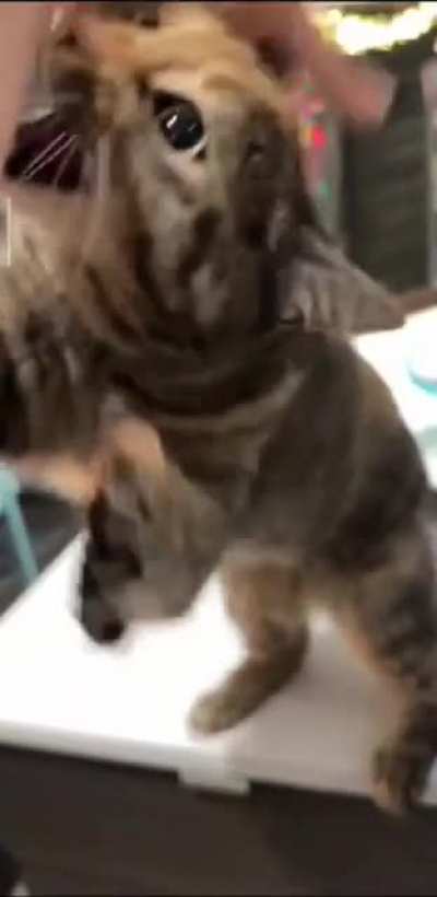 saw this on tiktok, anyone knows whats going on here? why the cat is asking 
