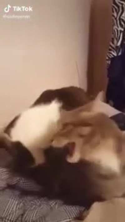 Cat bites another Cat.