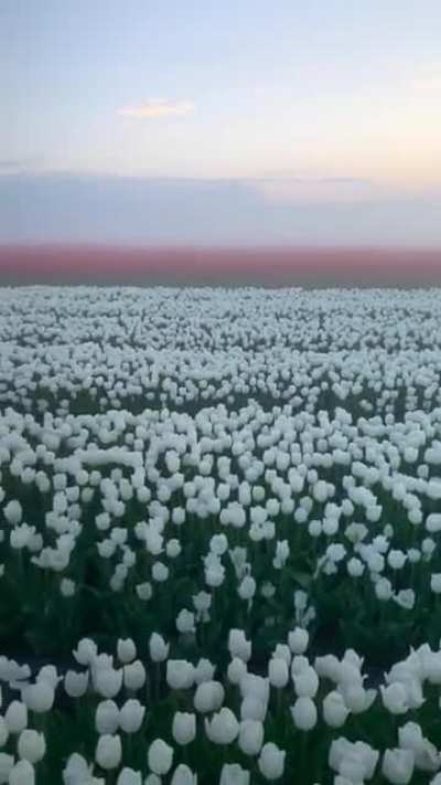absolute unit of a Tulip field (Netherlands)