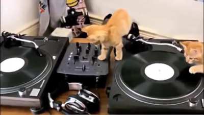 DJ Kittens