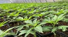 Greenhouse planted 4-15-2019