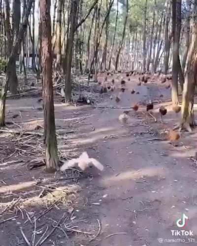 Quem falou em invasão das galinhas? Já começou!