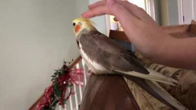 Pidgey on the bannister!