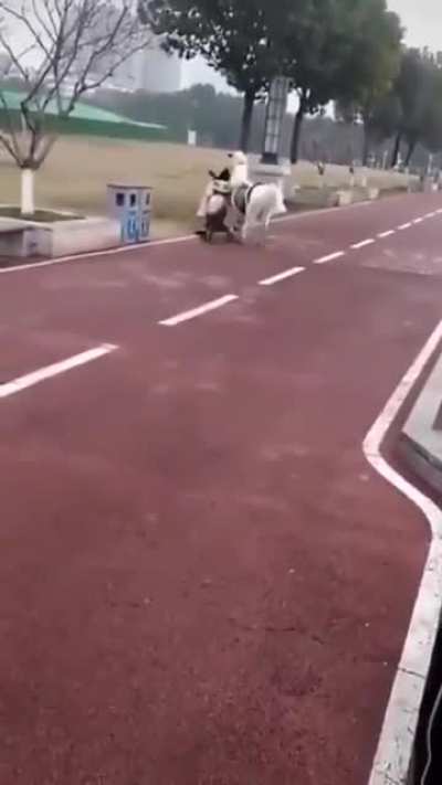 Horsey!