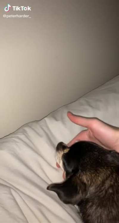 Note to self: don’t wake up dog
