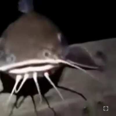 cool fish swaggg
