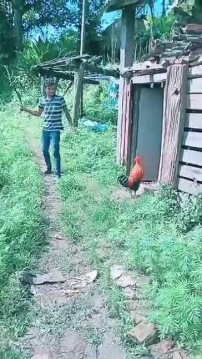 Rooster