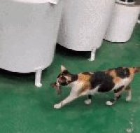Calico is palico
