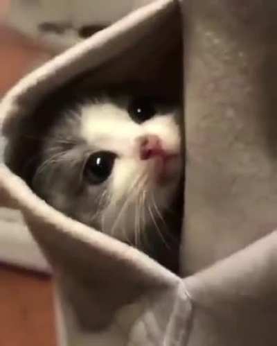 Pocket kitten