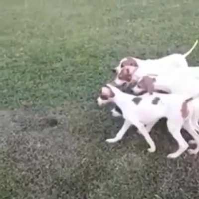 Pointer puppies pointing at a feather