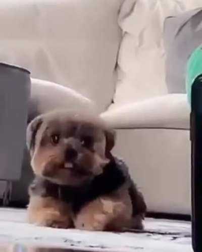 Cute cut pup bup lup lup dum dum