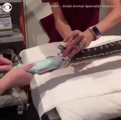 Cruel humans put an entire beach towel in a snake's throat