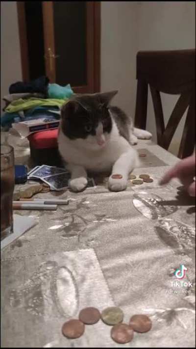 magic cat