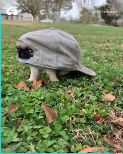 Good turtle boi