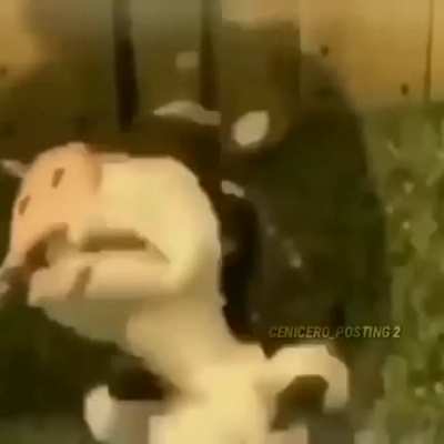 kinda sus cow