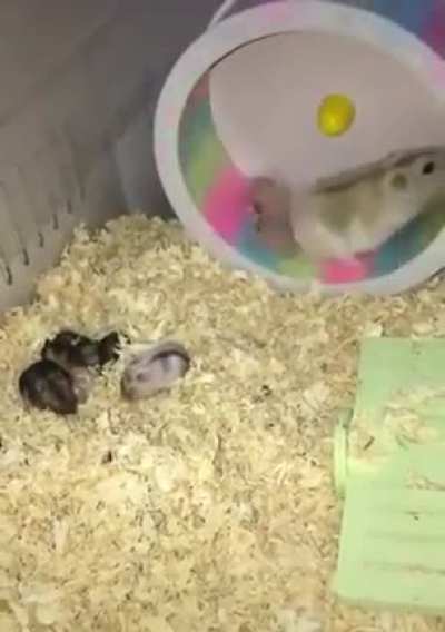 to teach a baby how to use the hamster wheel