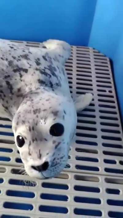 Sea pupper♡