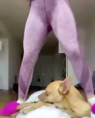 Бедный песель