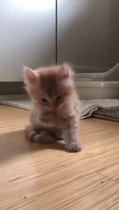 Котик