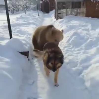 Bear: RAWR I'M A BEAR Dog: I DON'T CARE