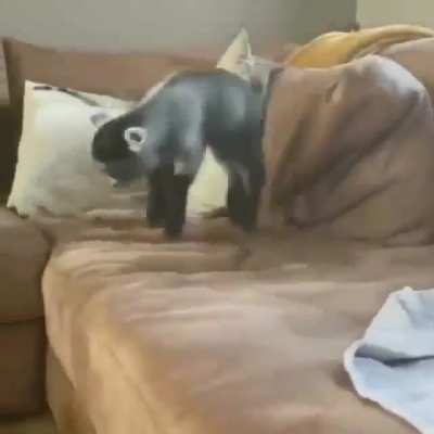 Baby Goat
