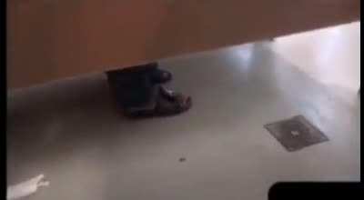 Prabk of the week