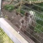 Blessed_porcupine