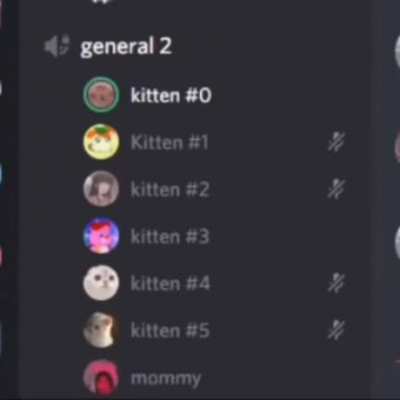 Discord kittens