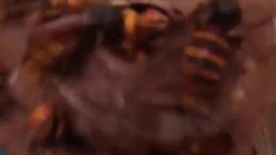 When you want to film a hornets nest and you don't have a zoom feature on your camera.