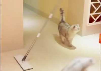 Обидели котика