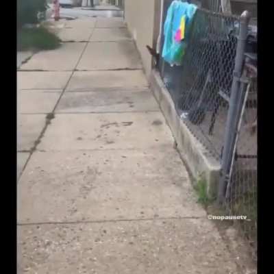 This Cat Wanted All The Smoke