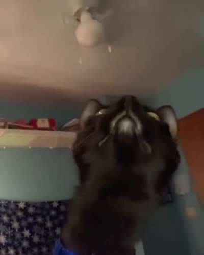 Farting cat