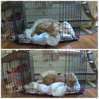 Videos taken on different days. Cats are such creatures of habit.
