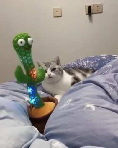 dancer cat