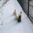 Onwards Lads! 🦆