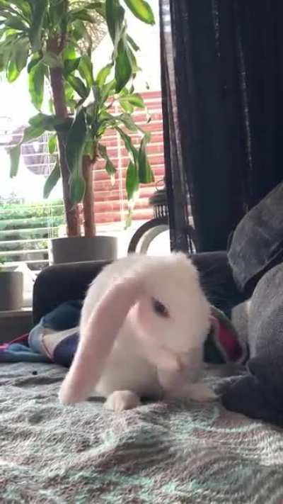 Grooming time, have to keep the ears clean! 😝