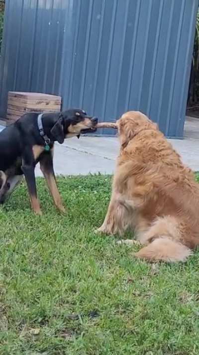 Laziest Tug-O-War Ever!!!