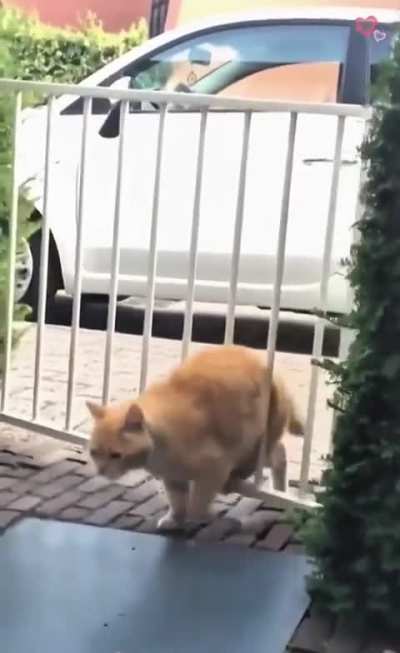 Chonk Kitty