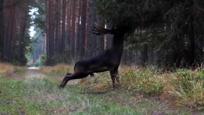 🔥This incredibly rare black deer, estimated to occur in only 1 out of every 500,000 deer, was spotted in Poland's Barycz Valley.