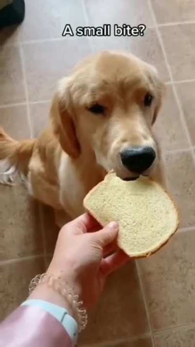 Gentle golden boy does a small nibble