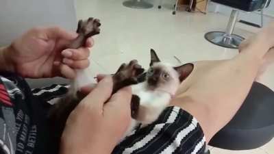 This Siamese kitty can't control his tongue when his feet get rubbed