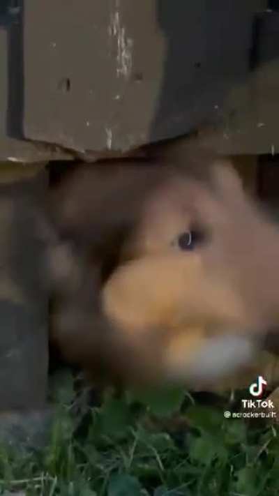 Noooo