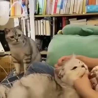 why aren’t you petting me :(