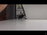 Abandon the house