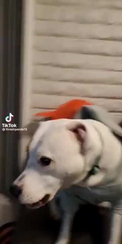 Pj Pitty Piledriver