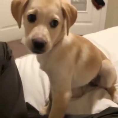 CHAD doggo