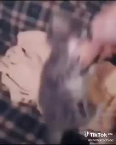 Quer sorvete coisa linda