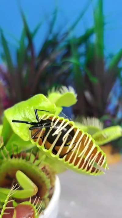 🔥Venus Fly Trap Takes Down Black Widow